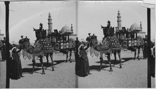 Arab wedding Carriage Cairo Egypt