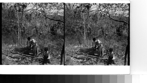 Cuba - Province of Oriente - Puerto de Boniato: Cuban barbecue as a pig is roasted in the woods on the summit of Boniato hill. This is the high point overlooking the land which slopes down in zigzag ridges toward the Caribbean Sea and the second port city of Cuba. It is called Puerto de Boniato because it is the gateway to the mountains north and east in the Province of Oriente