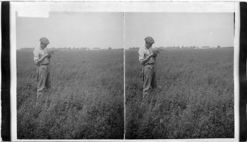 An alfalfa field on New Jersey State agricultural farm