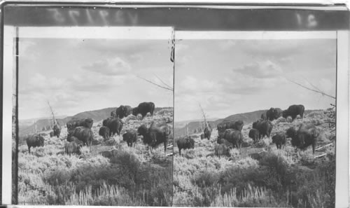 Native Americans - Bison of Buffalo, Mammoth Hot Springs. Yellowstone Natl. Park. Wyoming