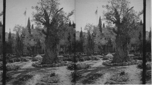 Olive Trees in the Garden of Gethsemane, Jerusalem Palestine- New Church in Background Looking East