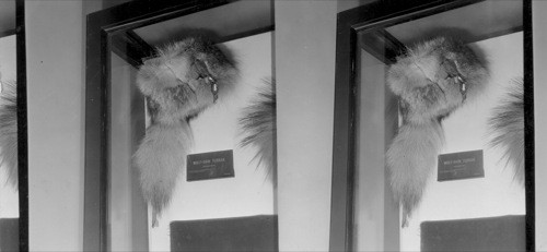 Wolf Skin Turban - Field Museum, Chicago, Ill