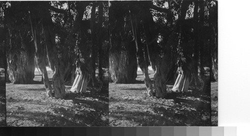 A Banyan tree and beggar. Cairo, Egypt