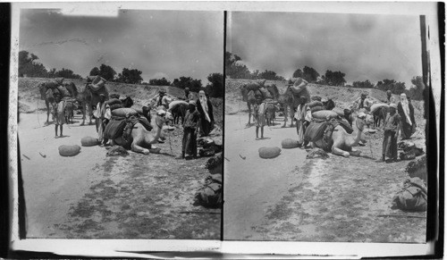 Loading camels with grain, roadside scene near Jerusalem