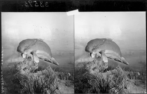 Manatee or sea-cow, Field Museum of Natural History, Chicago