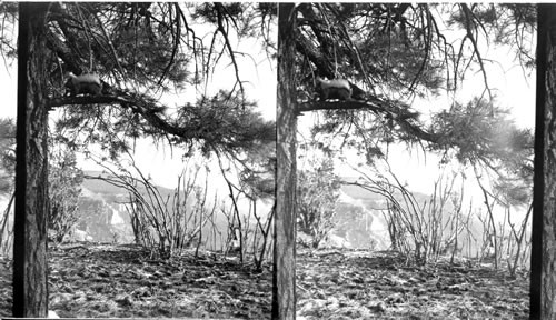 Grand Canyon. Squirrel in tree, Kaibab National Forest. Trail view on North River. Grand Canyon