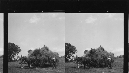 Farm scene along the Lincoln Highway, N.J