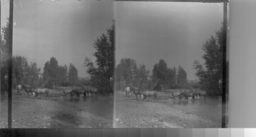 View of pure-bred Percheron Horses, imported from France. Prince of Wales Ranch, Alberta. Canada