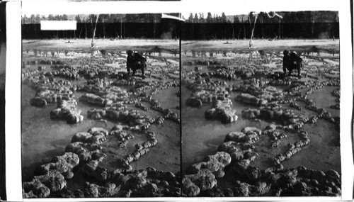 Grotesque shapes of geyserites among the pools of Biscuit Basin. Y.N.P., Wyoming