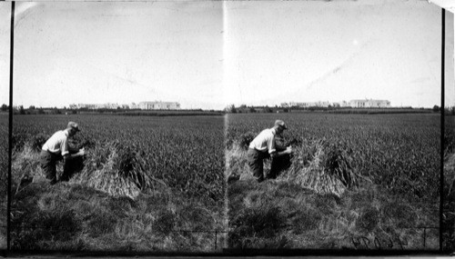 Man examining a specimen of millet University of Saskatchewan Bldg. in distance. Canada