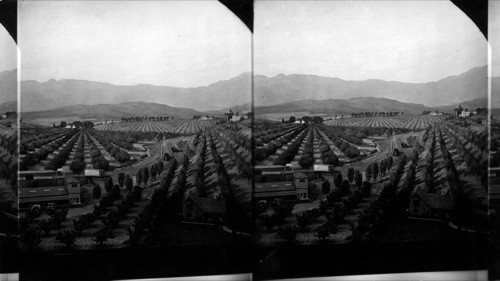 California Exhibit, Century of Progress, 1933. [Painting of California Hills with groves of trees and agriculture.]