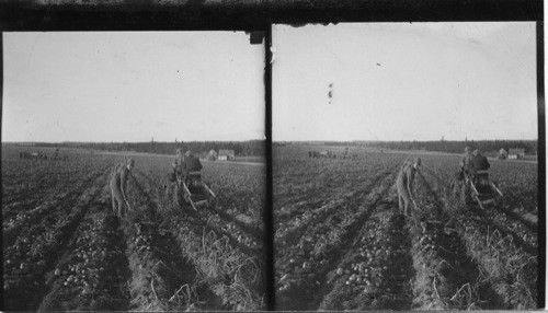 Digging potatoes in the old way with a fork, also in the new way with a modern digging machine pulled by a tractor. Mc Fadyen Farms, Augustin Cove, P.E. Island