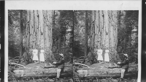 Fir Tree (14 ft. in diameter) near Mt. Tacoma (Rainier) at Mineral. Washington