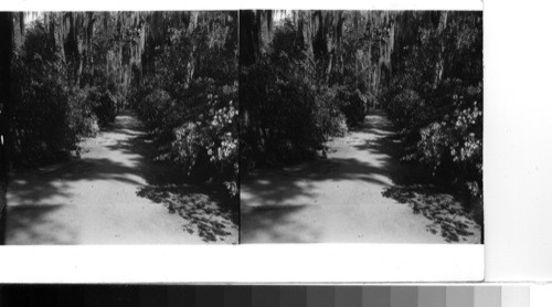 South Carolina, Near Charleston: looking down Magnolia Walk bordered by the brilliantly blooming azalea bushes at Magnolia-on-the-Ashley, more familiarly known now as Magnolia Gardens. Almost three hundred years ago at Drayton of England migrated to Barbados and later to England [America?], acquiring a large tract of land on the Ashley River, including not only this property but several other plantations. Ever since,the Drayton family and its descendants have owned and occupied Magnolia-on-the-Ashley. It was one John Grimke-Drayton, who added his mother's name to his own in order to inherit the lovely place, who is responsible for the beauty of the gardens. He had studied for the ministry, but because of tuberculosis was ordered by his physician to spend his days outdoors. So he turned his attention to the soil and twenty five acres of goregous [gorgeous] blooms are the result of his efforts and direction. He lived to enjoy the fruits of his work and has left a garden to which thousands of people come annually during the blooming season which begins the camellias in the fall and end with the azaleas in the spring. Sanders, 1953