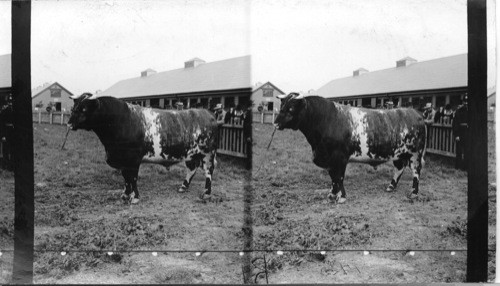 John Bull at Canada's Great Industrial Fair, Toronto