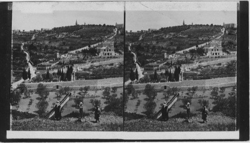 Garden of Gethsemane and Mt of Olives from Eastern Wall, Jerusalem