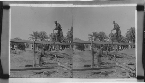 Method of sawing wood, Egypt