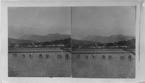 Transplanting Rice on Farm at the Mountain's Base. Hawaiian Island