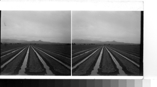 Irrigated farmland under cultivation just east of Las Vegas on the way to El Paso, Texas