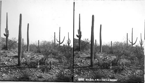 A wild cactus garden, Arizona