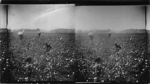 Picking Cotton, Virginia