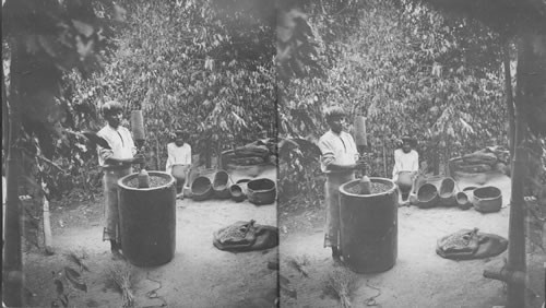 Crude method of husking coffee at Amatlan near Cordoba. Mexico