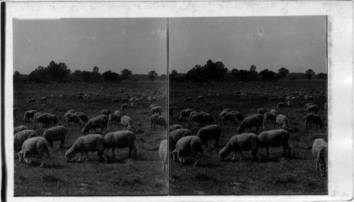 On an Illinois Sheep Ranch 10,000 yearling mothers grazing for market