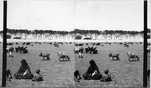 With the Flock, Egypt