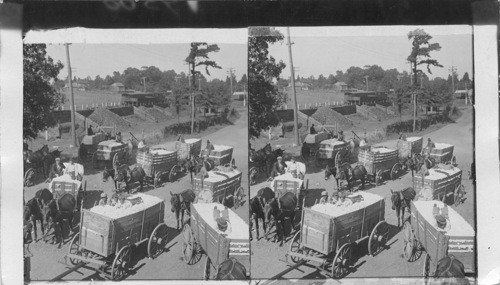 Wagon loads of cotton waiting their turn at the gin. Texas