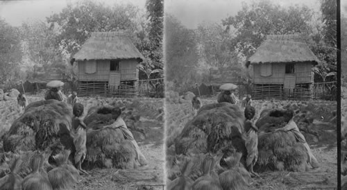 Sheaves of newly harvested rice in a Filipino farmyard, Pangasinan Province, Island of Luzon. P.I