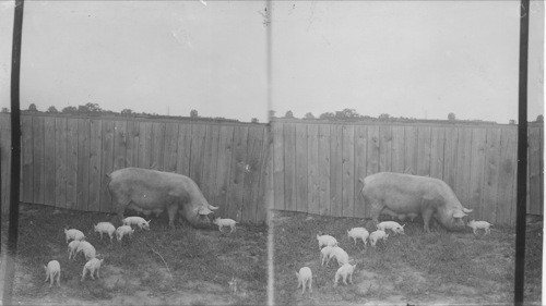 A Breeding Yorkshire Sow with her letter. Agricultural College, Guelph, Ont