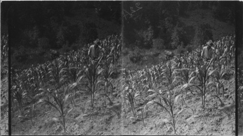 Cornfield on a Kentucky hillside? Cumberland Mts. Tenn?