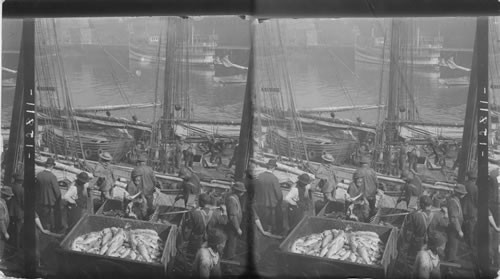 Unloading fish. T. wharfs, Boston, Mass