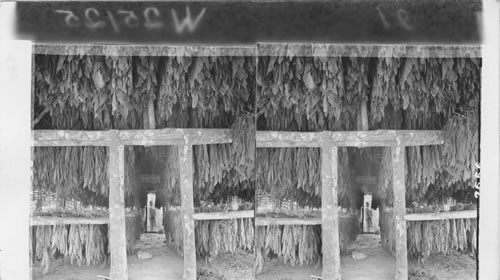 Tobacco leaves in the drying shed,Jamaica