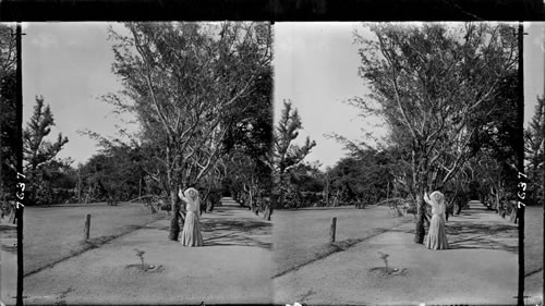 Orchard Avenue, Hope Gardens, Jamaica