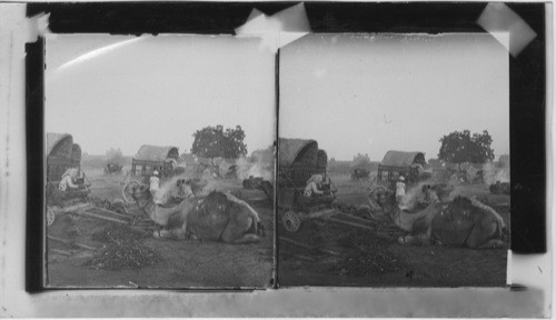 Camel Daks at Delhi Gate, Delhi, India