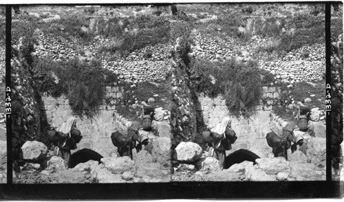 The Fountain of the Virgin, Jerusalem, Palestine