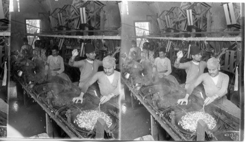 Boiling cocoons to loosen fibre ends in Syria’s larges silk reeling plant. Mt. Lebanon. Syria