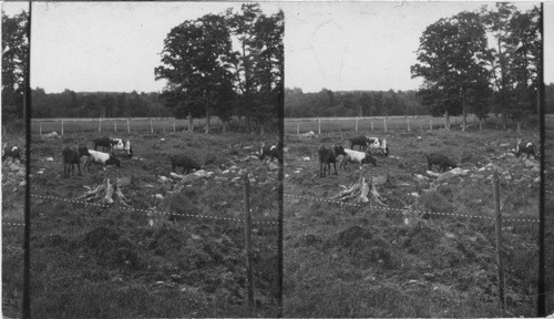 Cows in Rocky Pasture. Probably N. H