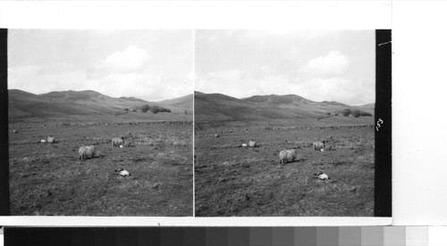 Great Britain, Scotland, Pertshire near Moulin: a sheep farm in the distance - in the Grampians about ten miles from Pitlochry. The sheep are the black-faced variety favored in the highlands because of their sturdy qualities