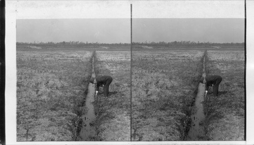 Overlooking a Two Year Old Cranberry Bog. Mass