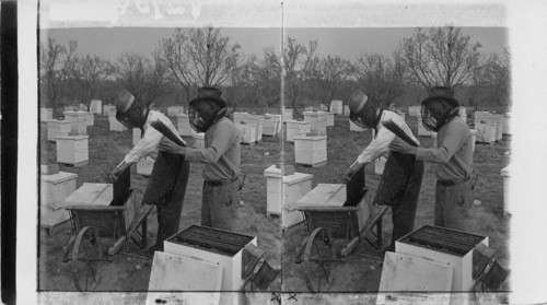 Removing Honey from Hives in Large Apiary, Texas