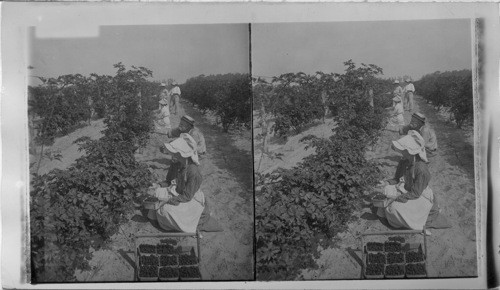 Picking blackberries on a N. Jersey farm