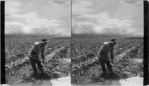 Irrigation of Rattan Cane, Hawaii Sugar Cane