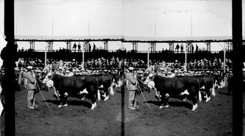 Eleven American Kings. Great Show, Louisiana Purchase Exposition, St. Louis, Mo