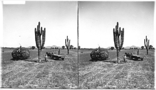 Giant Cacti of the Desert, Arizona