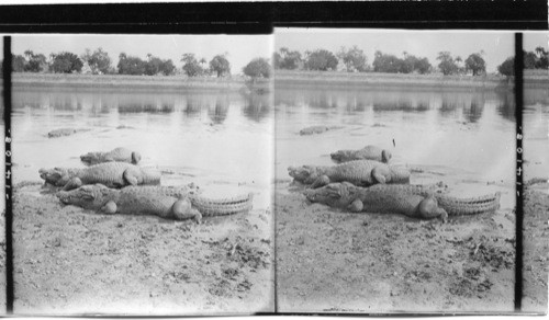 Huge alligators emerging from the water of an Indian lake. India