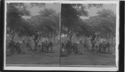 A Policeman and Donkey Bays of Cairo, Egypt