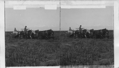 Harvester cutting rice on a big plantation. Texas