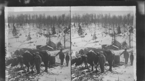 Hauling a barrel of syrup to the station for shipment. Vermont